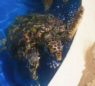 Meeresschildkröte