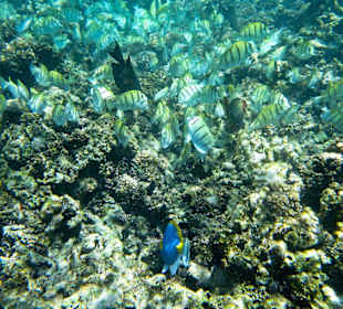 Fische vor Felicite 