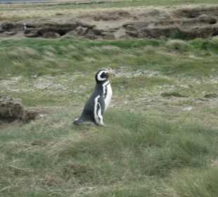 Пингвинарий..