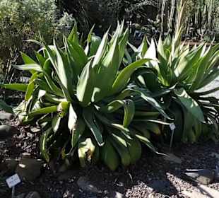 Botanischer Garten 