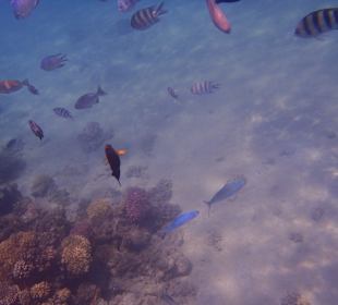 Hoteleigenes Hausriff