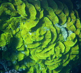 Schnorcheln beim Fort Arabesque