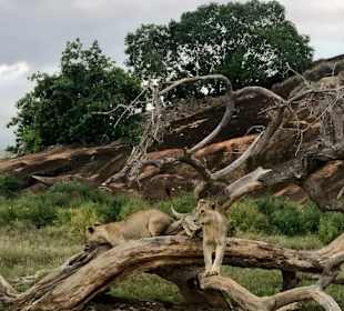 Geführte Touren Marco Polo Tours & Safaris Diani Beach