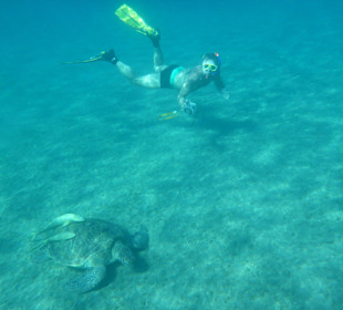 In etwa 5 Meter tiefe eine Riesensxhildkröte