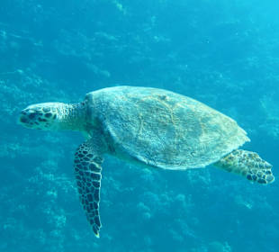 Meeresschildkröte