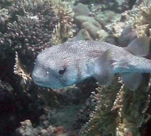 Kofferfisch beim Riff