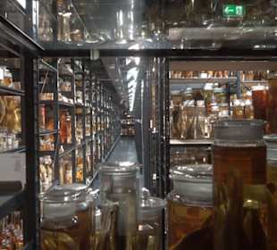 Museum der Naturkunde