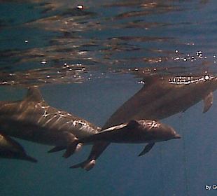 Am ersten Tag in der Bucht 40-50 Stück