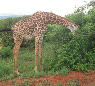 LadyM Safari