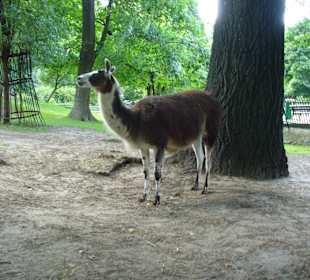 Zwierzęta w ZOO