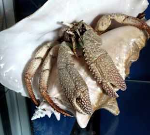 Ausstellung und Museum im Fort Napoléon