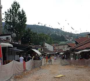 Sebilj view - pigeon
