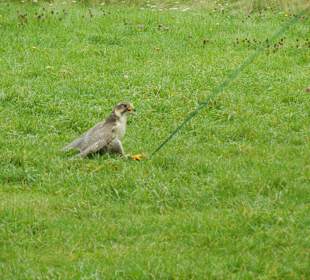 Vogelshow Falknerei