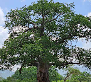 Baobab Baum