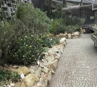 Wüstenpflanzen -  Alter Botanischer Garten