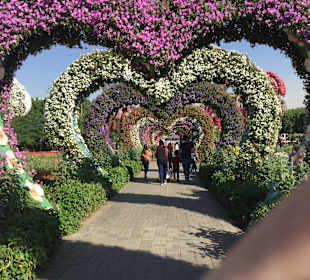 Dubai Miracle Garden