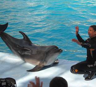 W delfinarium