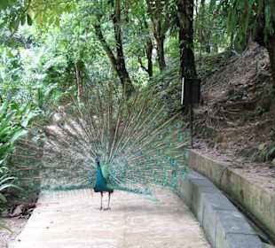 Pfau im Vogel Zoo