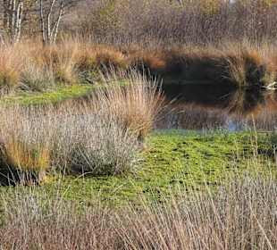 Hochmoorlandschaft um das Ewige Meer