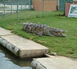 Krokodil am Black-River