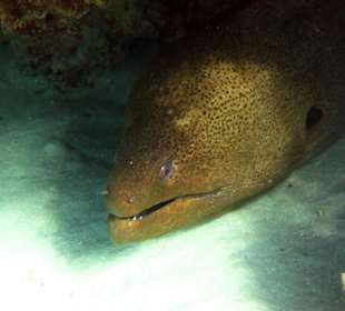 Riesenmuräne - Schnorcheln Hausriff Gorgonia Beach