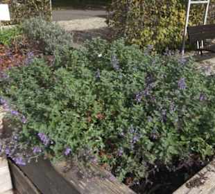 Kneippscher Kräutergarten