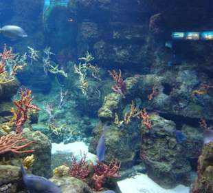 Unterschiedliche Gewächse