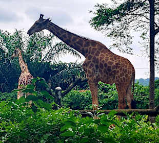 Singapur Zoo