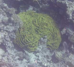 Schnorcheln Marsa Alam