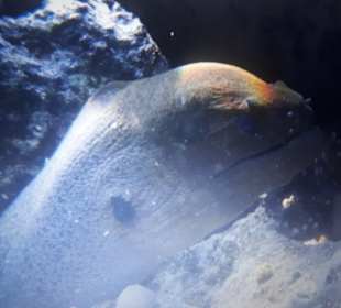 Schnorcheln Hausriff Radisson Resort El Quseir