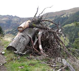 Wanderung zu Farmkehralm