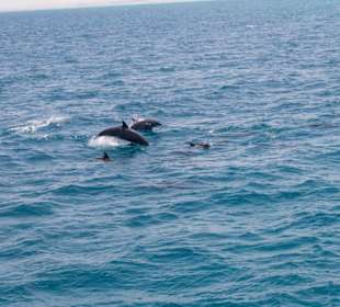 Delfinausflug