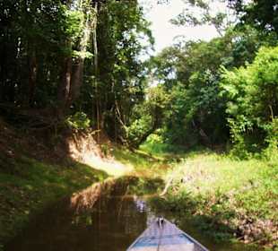 Seitenkanal durch den Urwald