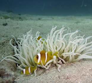 Ein Tauchkurs musste einfach sein!