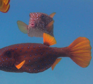 Yellow Boxfish