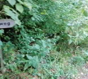 Schaugarten Eninger Weide