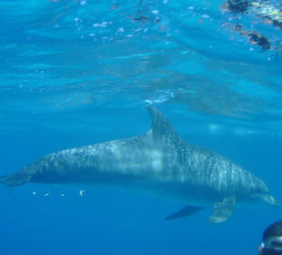 Delfin