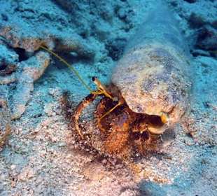 Jasmin Diving Center