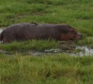 Nilpferd Alarm im Ambroseli Nationalpark