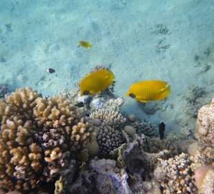 Falterfischpäarchen am Hausriff