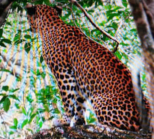 Leopard im Wilpattu NP