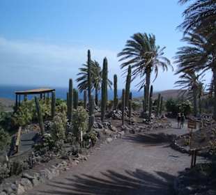 Jardin Botanico de Cactus