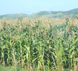 Zuckerrohrfeld