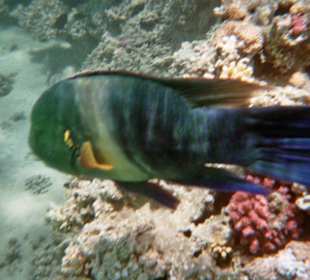 Vor dem Hotel im Hauseigenen Riff (Hotel Iberotel Makadi Bea