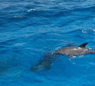 Unsere Delphine super Erlebnis