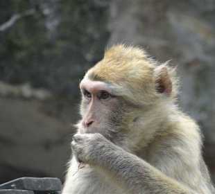 Im Tierpark bei den Affen