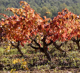 Wandern Castellet