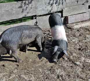 Tierhaltung im Fränkischen Freilandmuseum