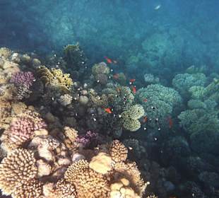 Korallenriff am Steg