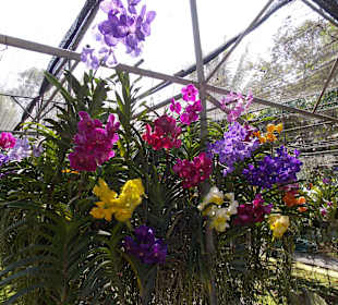 Orchideenfarm